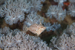 BD-110318-Puerto-Galera-3978-Acreichthys-radiatus-(Popta.-1900)-[Radial-leatherjacket].jpg